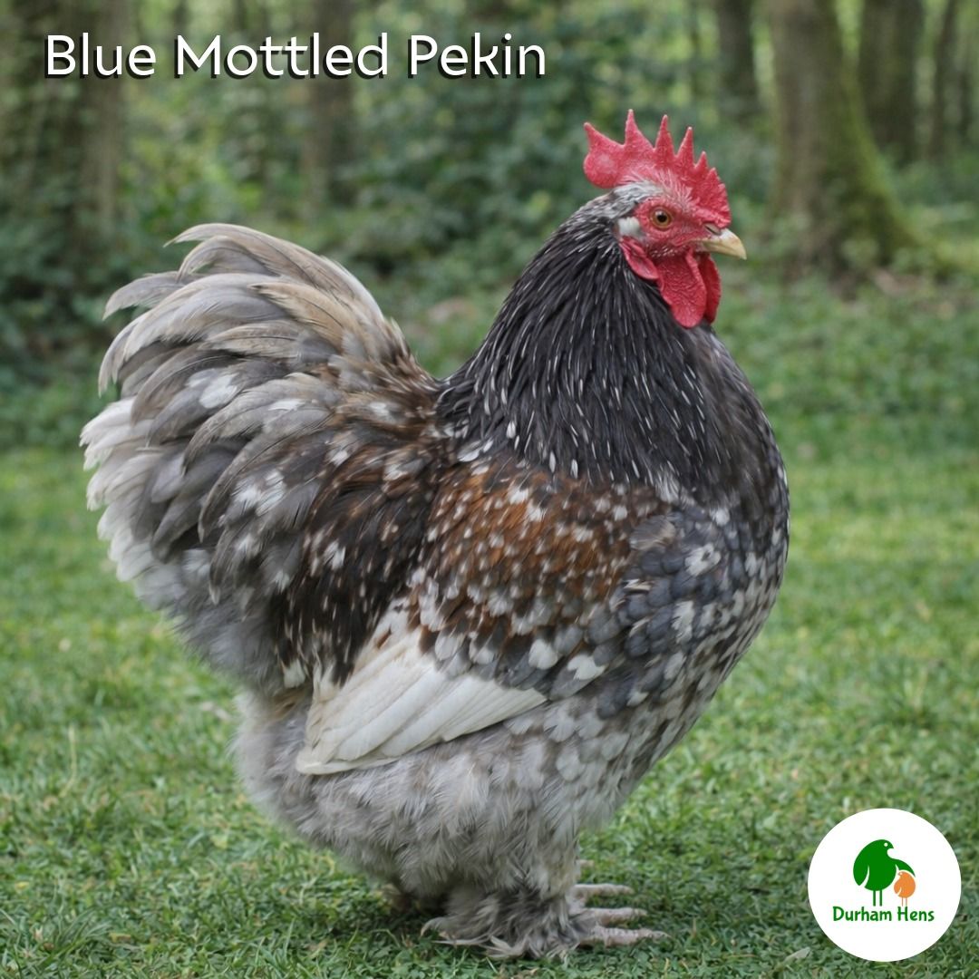 Blue Mottled Pekin Cockerel