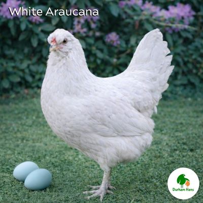 White Araucana Hen