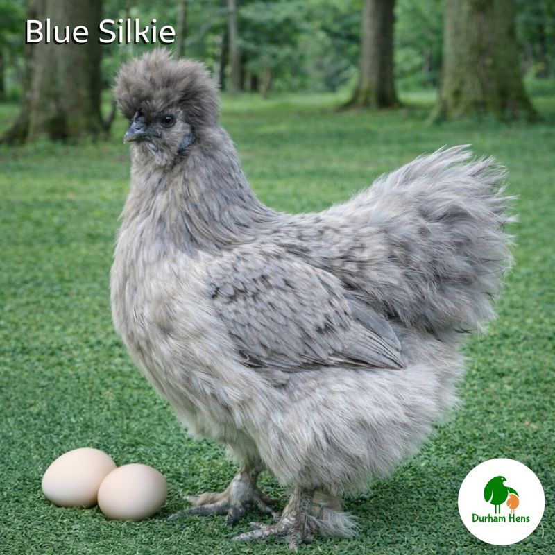 Blue Silkie Hatching Eggs (Pack of 6)