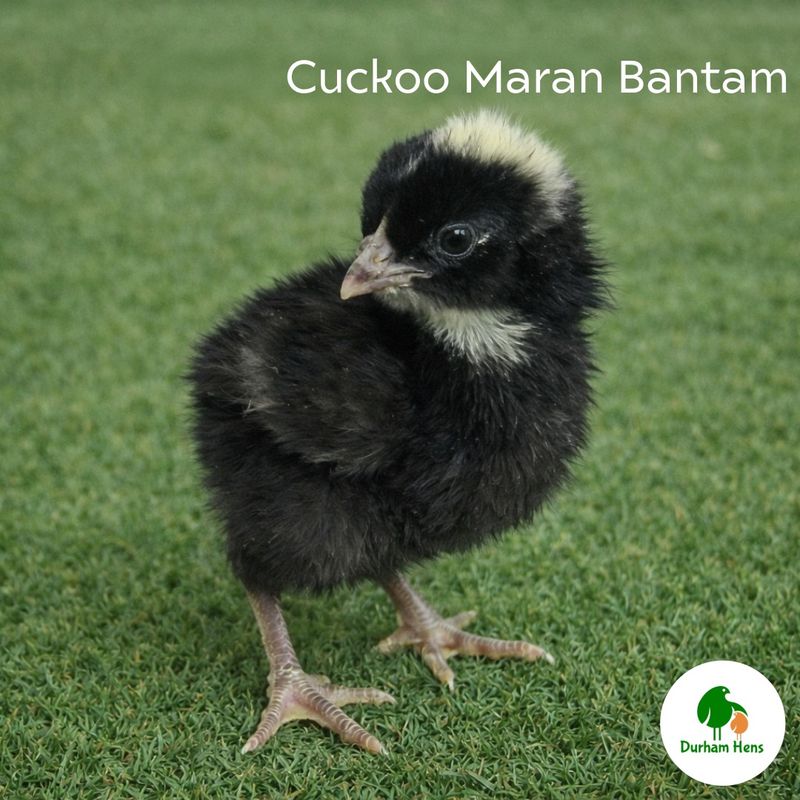 Cuckoo Maran Bantam Chick (Unsexed)