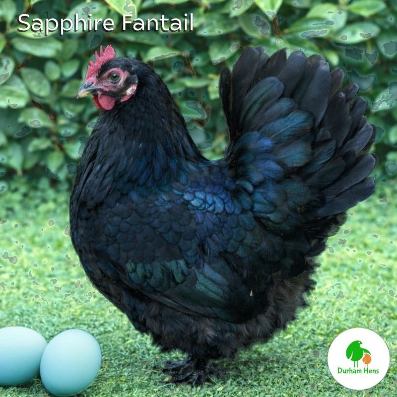 BANTAM Sapphire Fantail