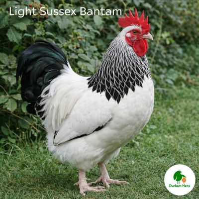 BANTAM Light Sussex Cockerel