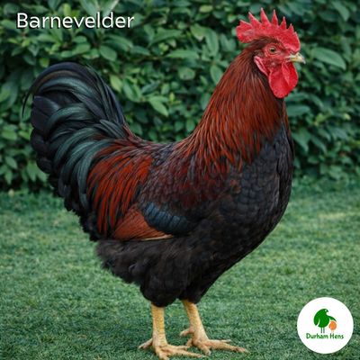 Barnevelder Cockerel