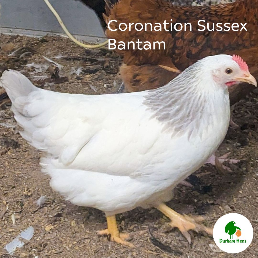 BANTAM Coronation Sussex Hen