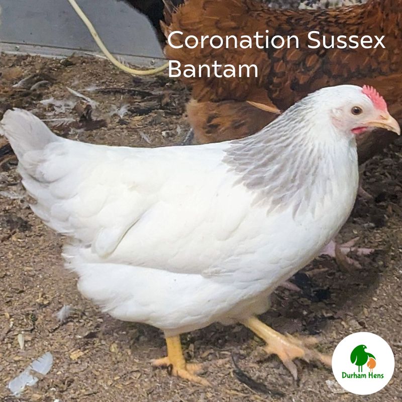 BANTAM Coronation Sussex Hen