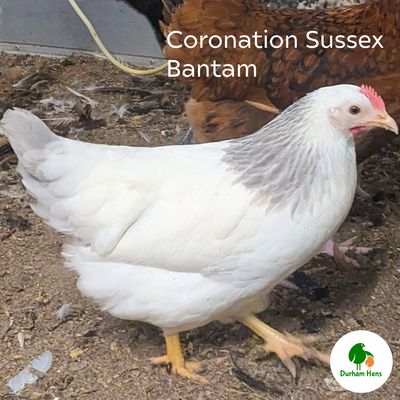 BANTAM Coronation Sussex Hen