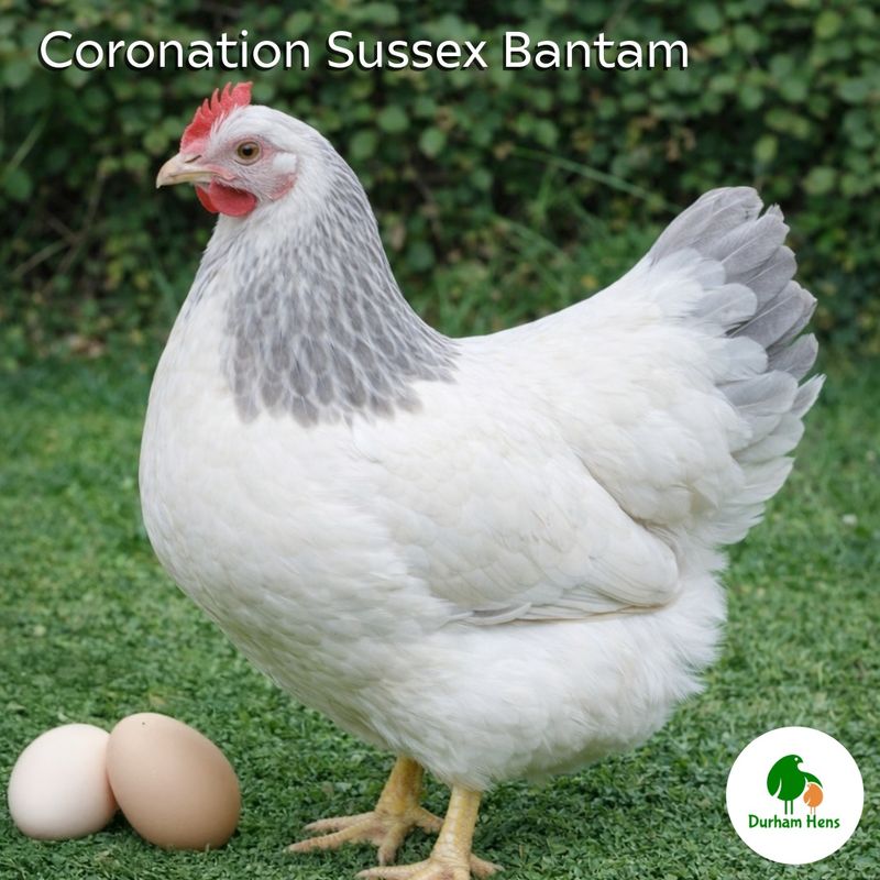 BANTAM Coronation Sussex Hen