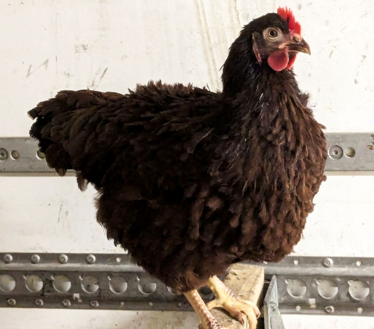 FRIZZLE Rhode Island Red Hen