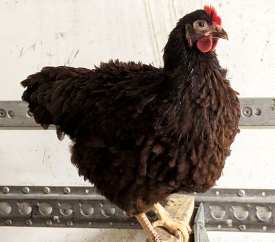 FRIZZLE Rhode Island Red Hen