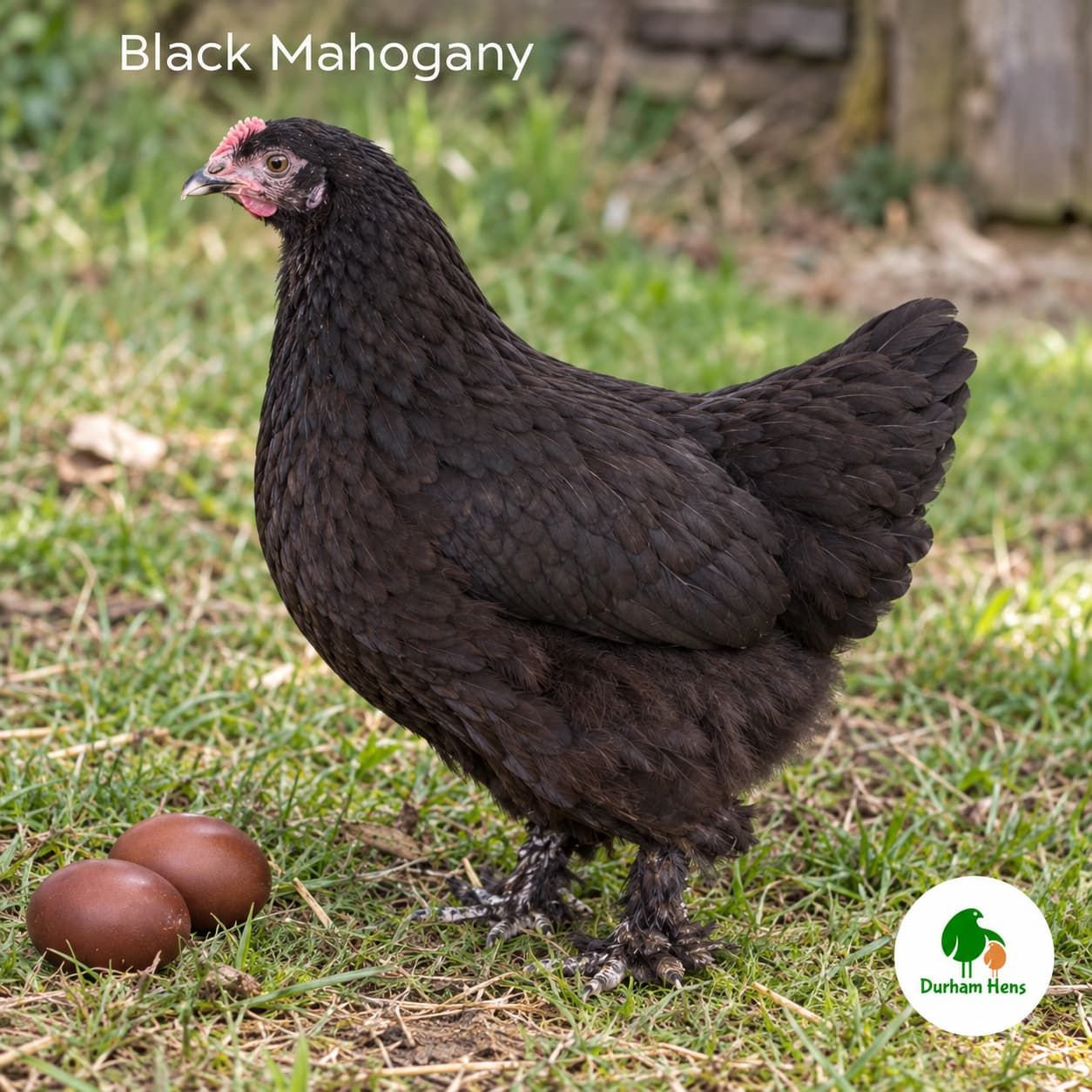 Black Mahogany  Hen