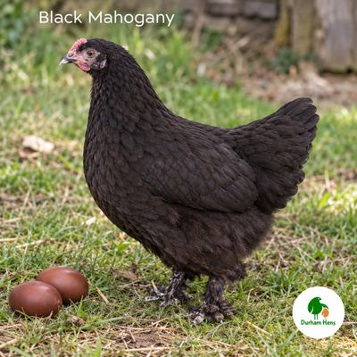 Black Mahogany  Hen