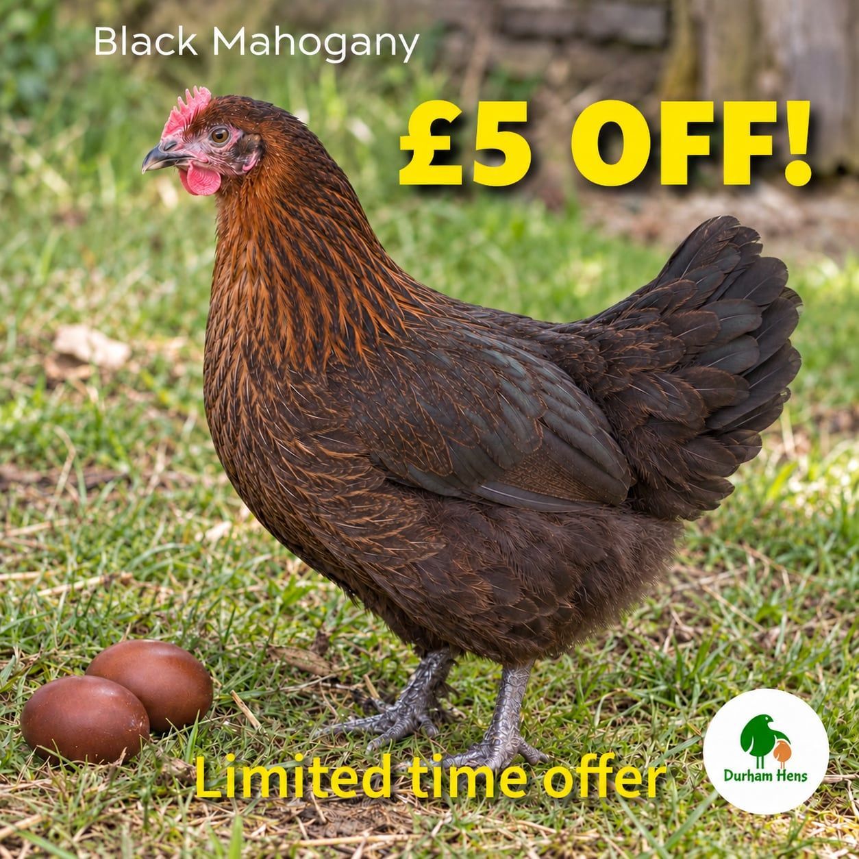 Black Mahogany  Hen