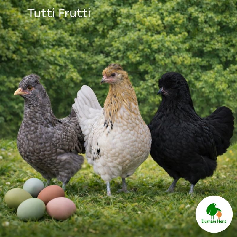 Tutti Frutti Hen