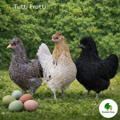 Tutti Frutti Hen
