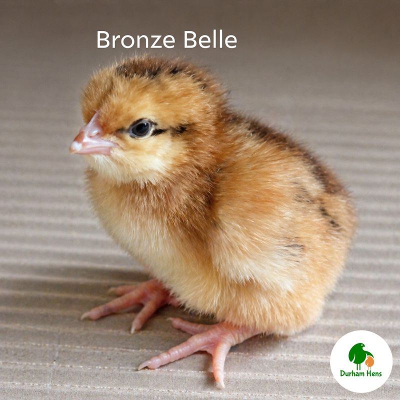 Bronze Belle (Female)