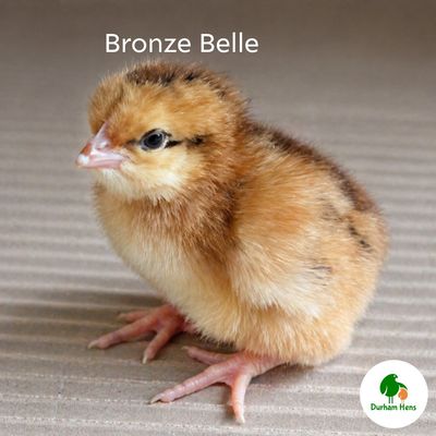 Bronze Belle (Female)