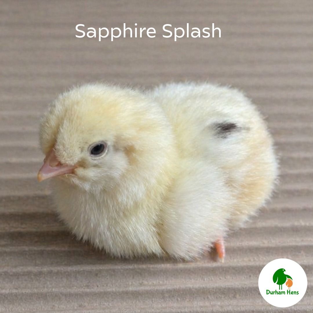 Sapphire Splash (Unsexed)