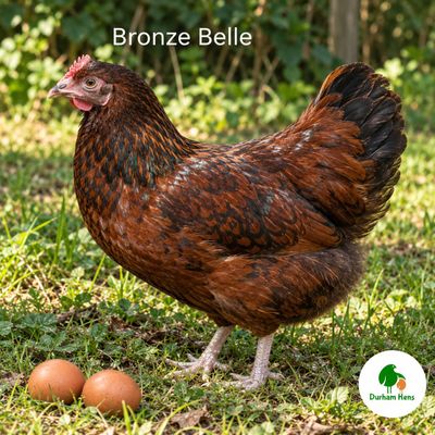 Bronze Belle Hen