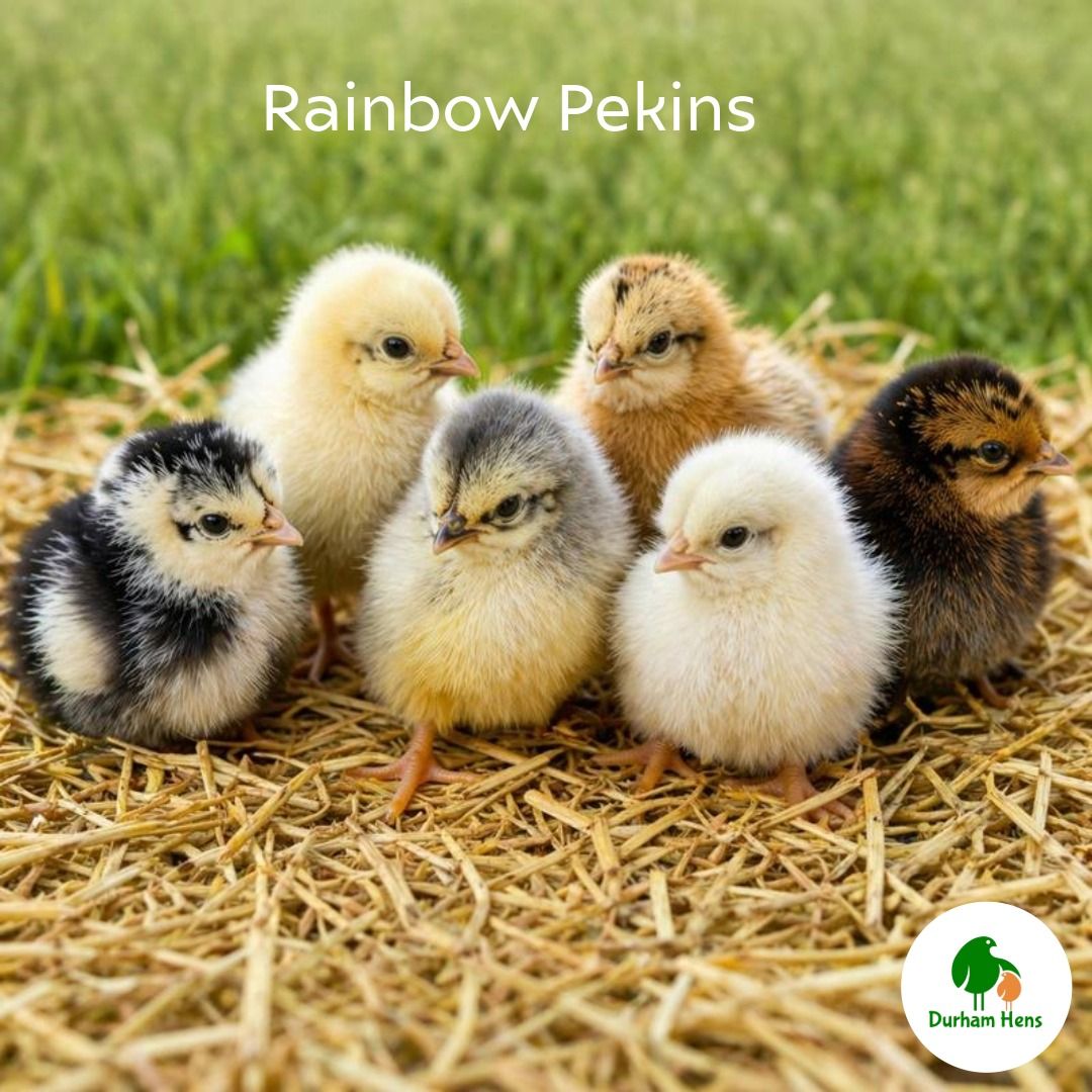Rainbow Pekin Chick (Unsexed)