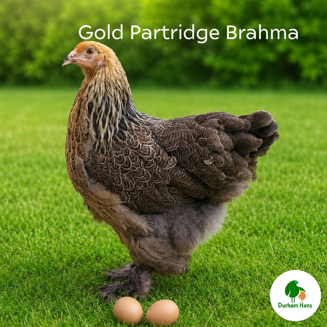 Gold Partridge Brahma Hen