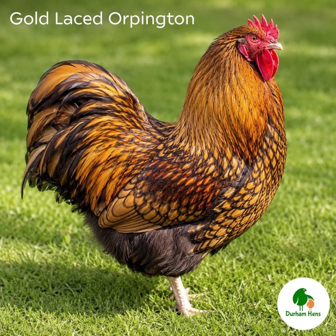 Gold Laced Orpington Cockerel