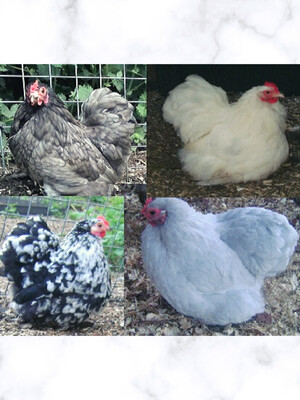 Rainbow Pekin Hatching Eggs (Pack of 6)