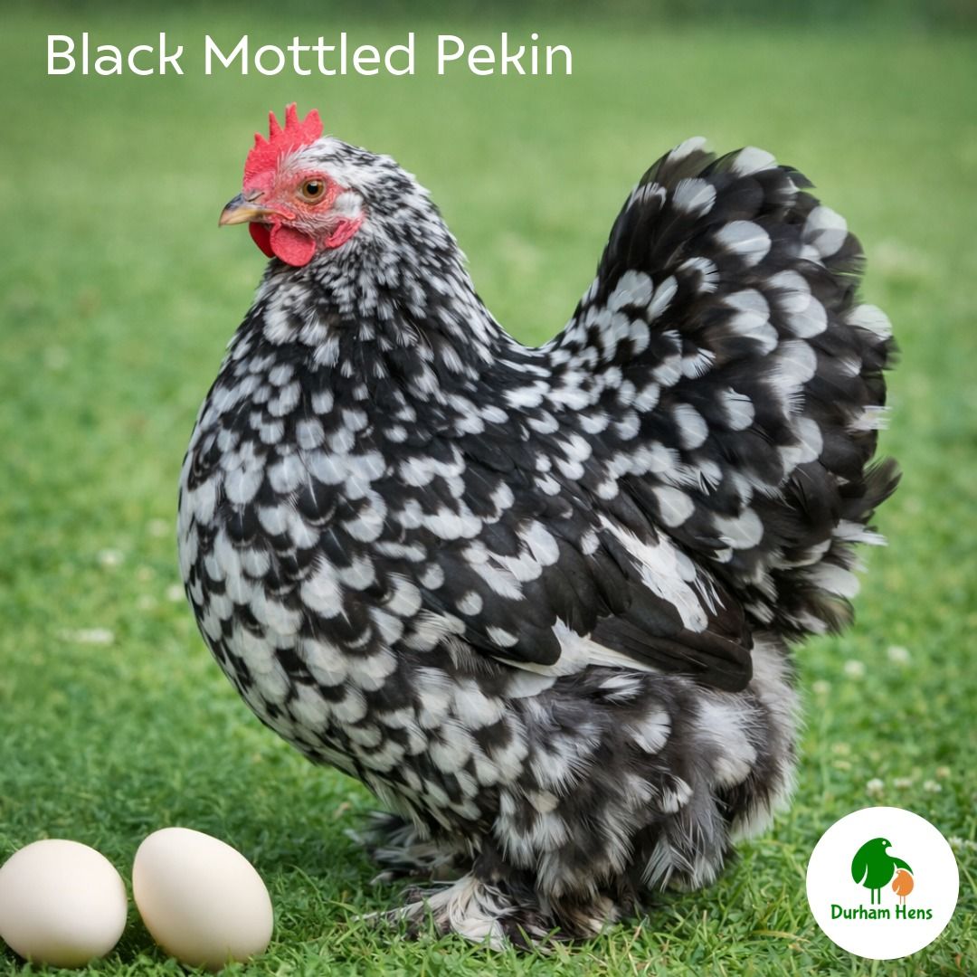 Black Mottled Pekin Hatching Eggs (Pack of 6)