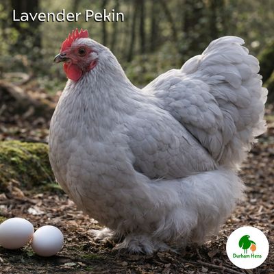 Lavender Pekin Hatching Eggs (Pack of 6)