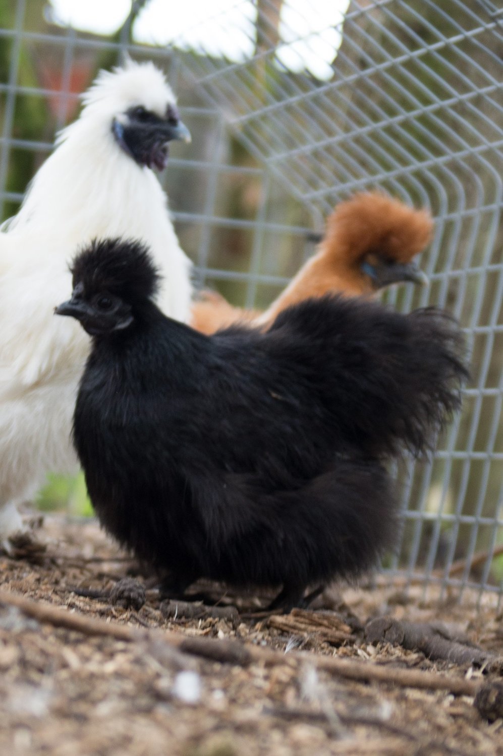 Silkie Hatching Eggs - Mixed colours (Pack of 6)