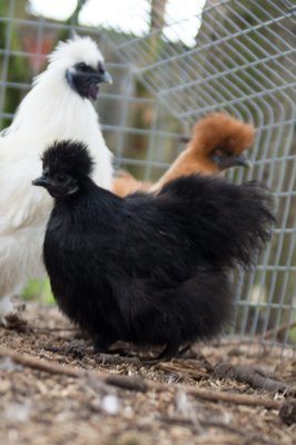 Silkie Hatching Eggs - Mixed colours (Pack of 6)