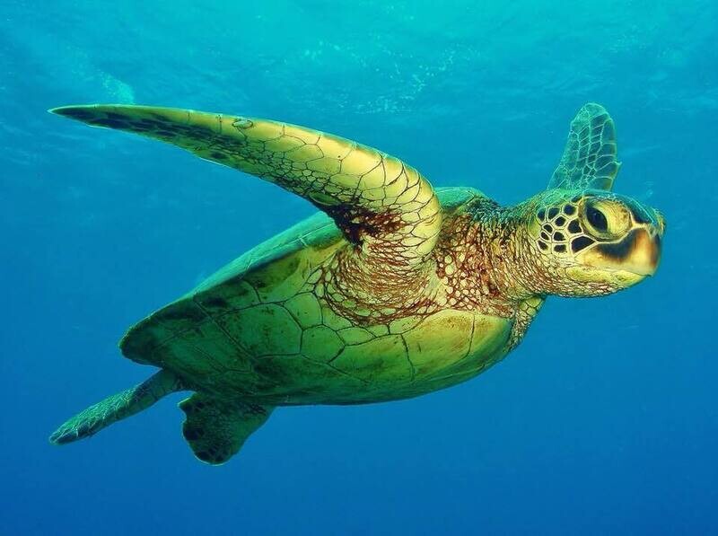 Hawaii 2024