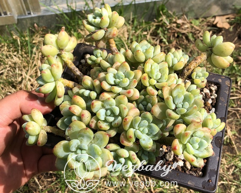 Sedum 'Roach' 罗琦 Korean Rare Succulent in 6.5 Sedum 'Roach' 罗琦 Korean Rare Succulent in 6.5