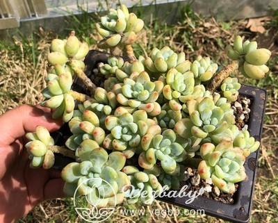 Sedum 'Roach' 罗琦 Korean Rare Succulent in 6.5"W Pot
