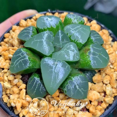 Haworthia cv 'Tuki Kage' Adult Plant Rare Succulent Plant in 3.5"Pot