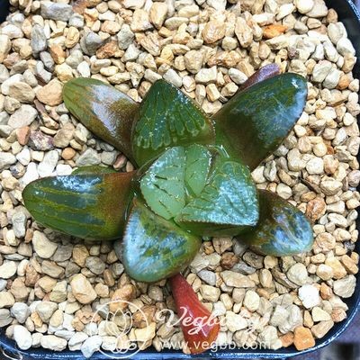 Haworthia Dragon Ball Obtuse Hybrid Rare Succulent Plant in 3" Pot