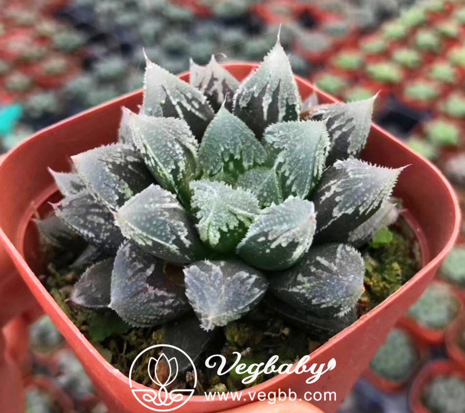 Haworthia \u2018karasujyo\u2019 Rare Succulent Plant in 3 Pot