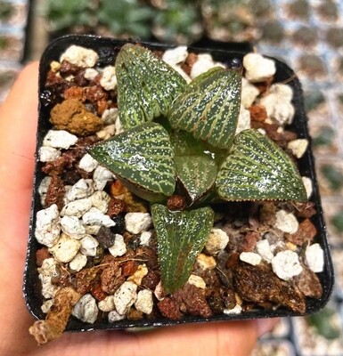 Haworthia Dragon Ball Obtuse Hybrid Rare Succulent Plant in 3" Pot
