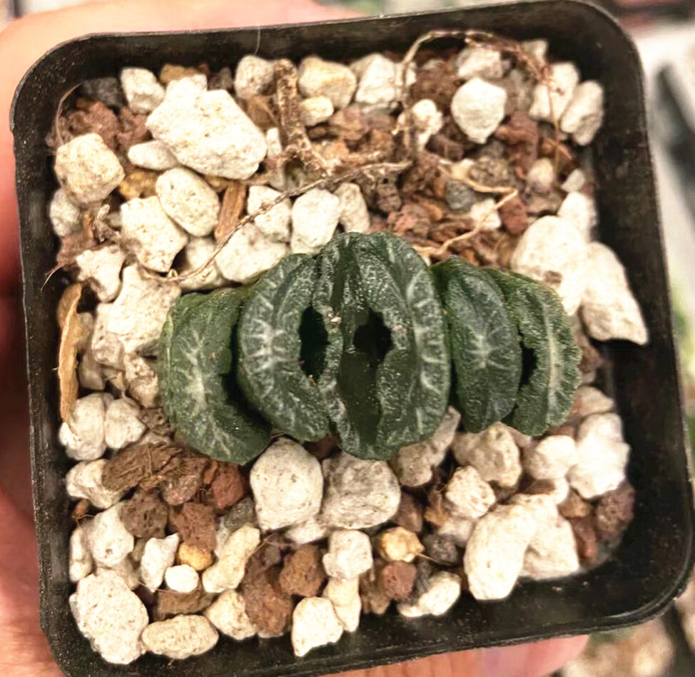 10 fresh seed 2020 Special TM No.3 White Dragon Haworthia truncata 'HakuRyuu' 10 fresh seed 2020 Special TM No.3 White Dragon Haworthia truncata 'HakuRyuu'