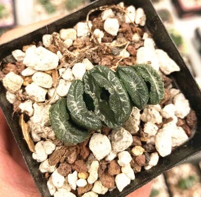Haworthia 암굴왕(岩窟王) Truncata Succulent Plant in 3"Pot