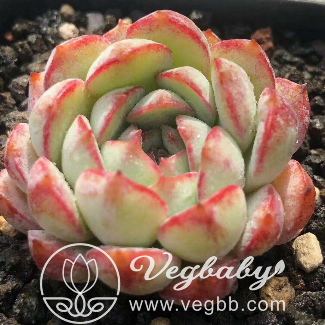 Echeveria �Glory� Korean Rare Succulent Plant in 2" Pot
