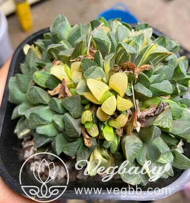 Haworthia Mutica Hybrid Variegated Countless Heads Rare Succulent Plant 5" Pot