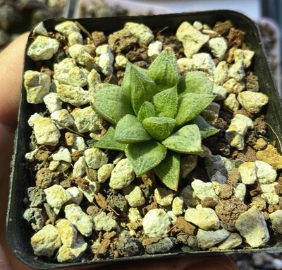 Haworthia Sasameyuki Hybrid Succulent Plant in 3" Pot