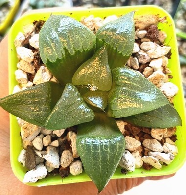 Haworthia 'AKANKO' Rare Succulent Plant in 3" Pot
