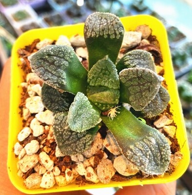 Haworthia Mordor On Sale Succulent Plant in 3"Pot