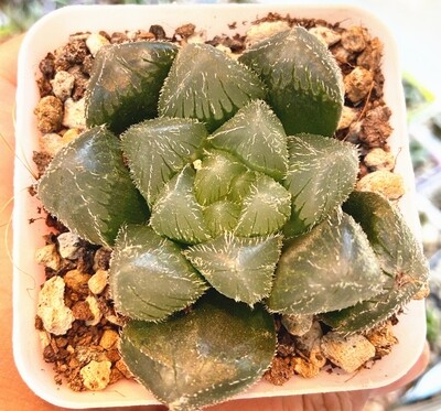 Haworthia Cooperi Mochi Gyokuro Rare Succulent Plant in 3"Pot