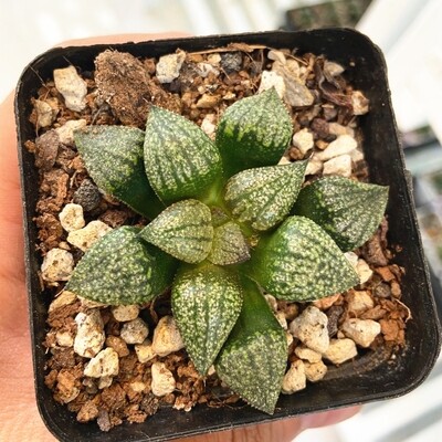 Haworthia Black Picta Succulent Plant in 3" Pot Haworthia Black Picta Succulent Plant in 3" Pot