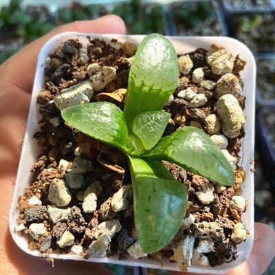 Haworthia Ice Spring comptoniana hybrid Succulent Plant in 3" Pot
