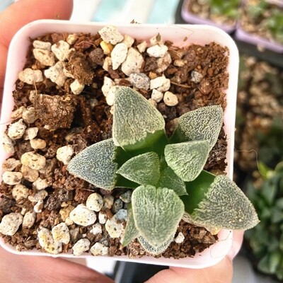 Haworthia Pygmaea Hybrid Off Spring Rare Succulent Plant in 3" Pot