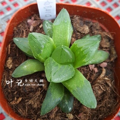 Haworthia 'Ice City' Pygmaea Mutant Offspring Rare Succulent Plant in 2.5" Pot