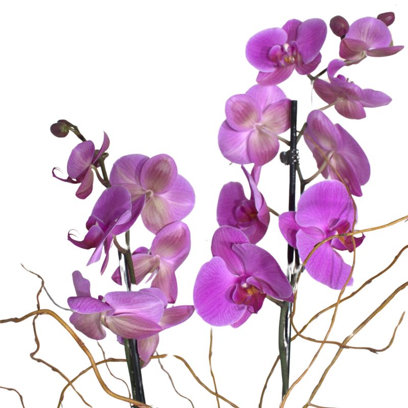 Orquídea Morada